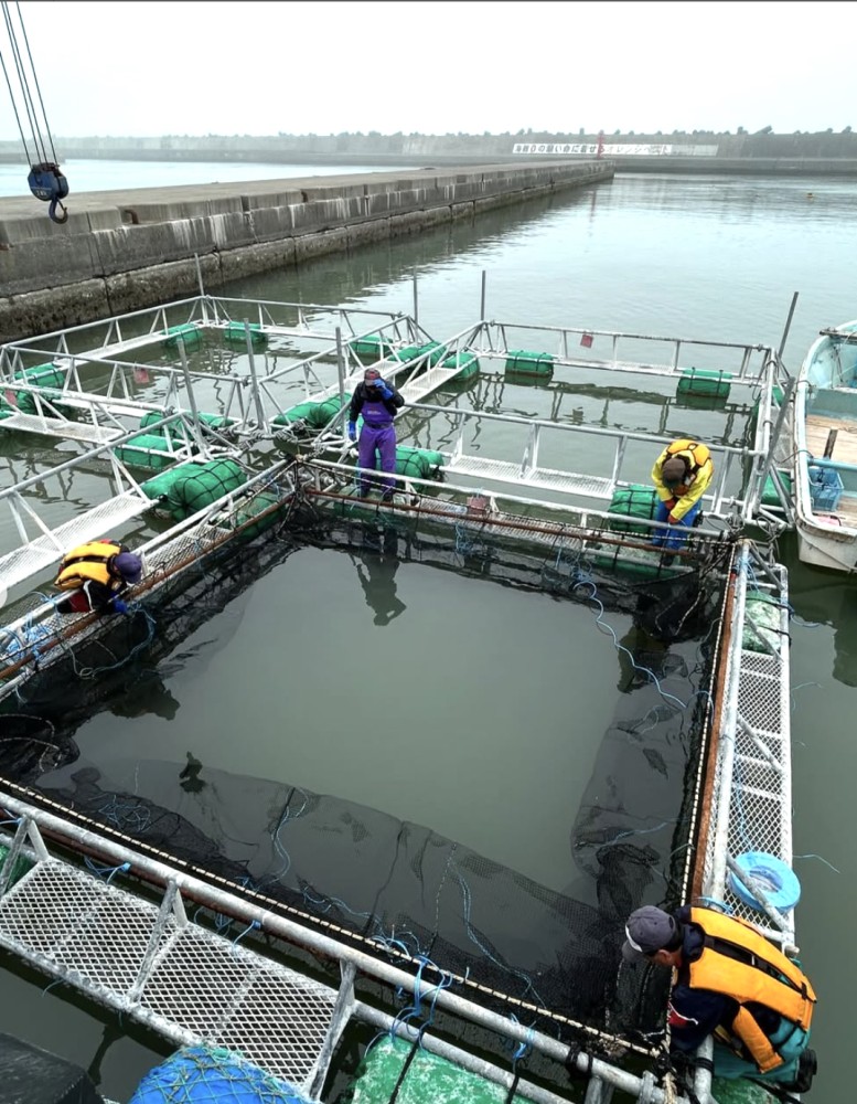 66「目指すは前人未到の『12月出荷』！サクラマス海面養殖事業化への